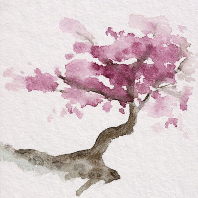 Japanese Tree With Pink Cherry Blossoms