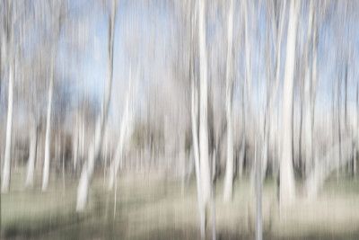Moving birch trees