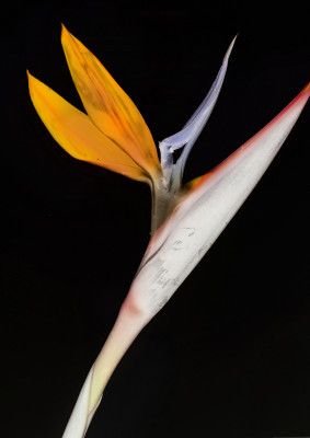 Bird of Paradise