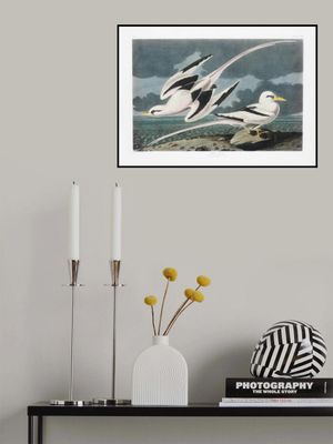 Tropic Bird From Birds of America (1827)