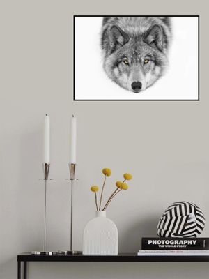 Yellow eyes - Timber Wolf