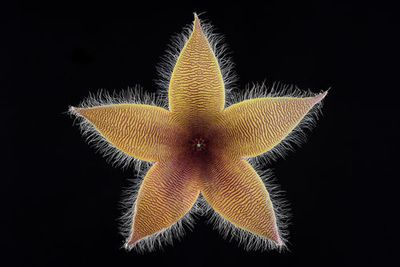 Stapelia grandiflora