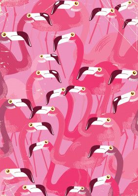 Flock of Flamingos