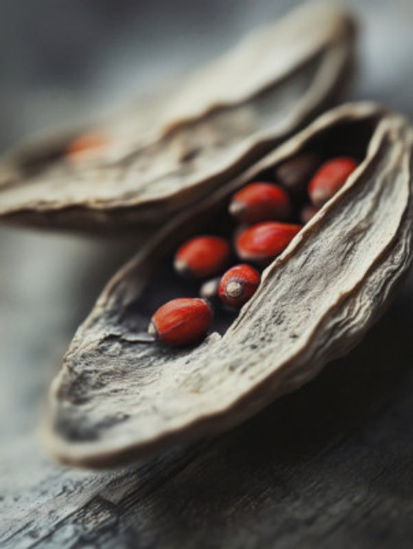 Crimson Seeds Unveiled