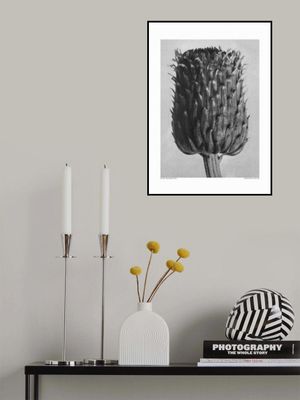 Cirsium Canum (Thistle)