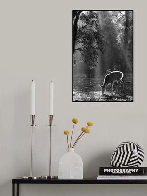 A fawn in the forest