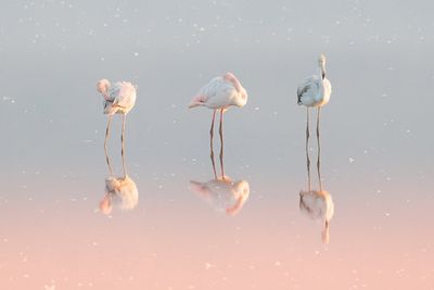 Three flamingos ...