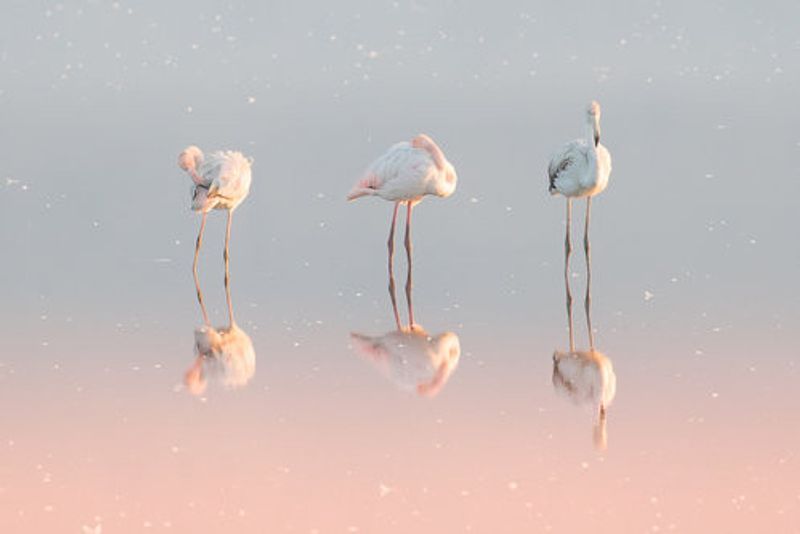 Three flamingos ...