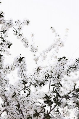 White Spring Tree 3