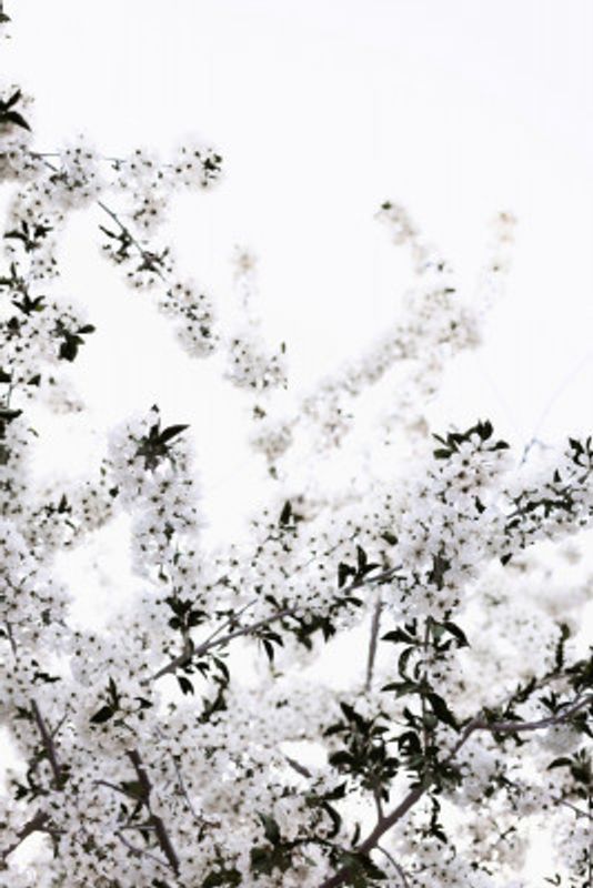 White Spring Tree 3