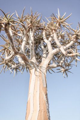 Quiver Tree Against A Clear Blue Sky