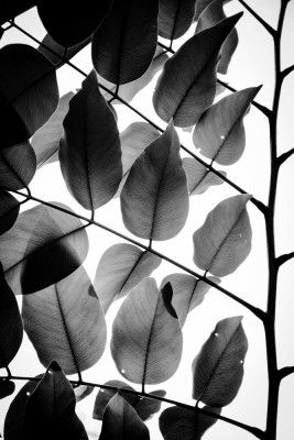 Branches and Leaves II