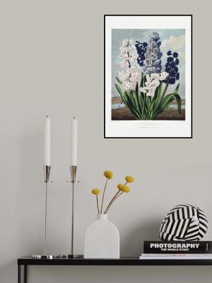 Hyacinths from The Temple of Flora (1807)