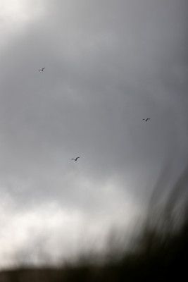 Birds and Clouds 2