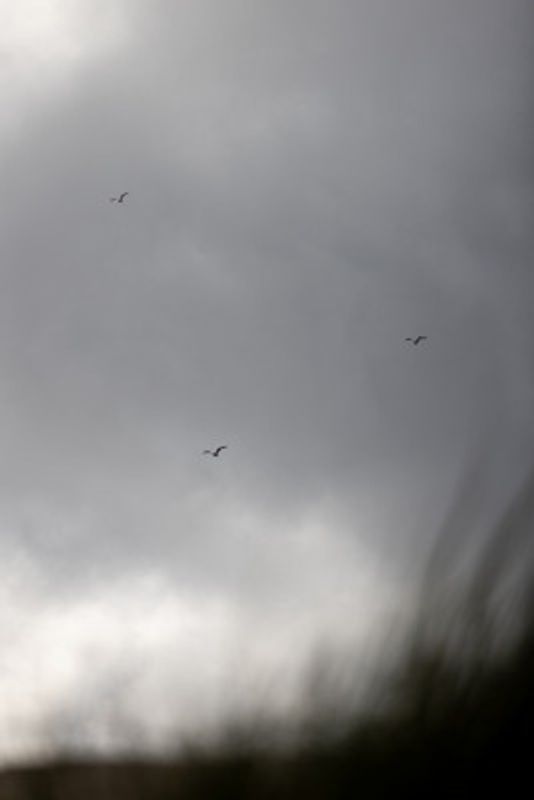Birds and Clouds 2