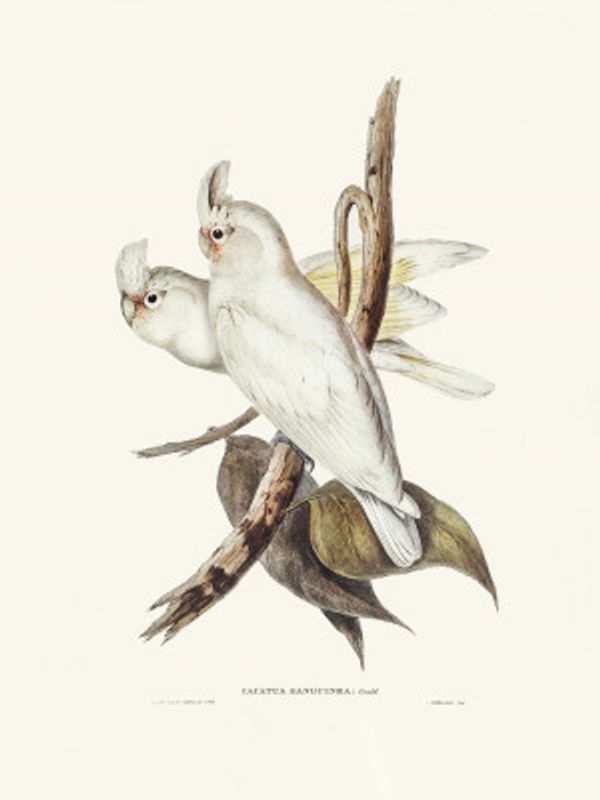 Blood Stained Cockatoo