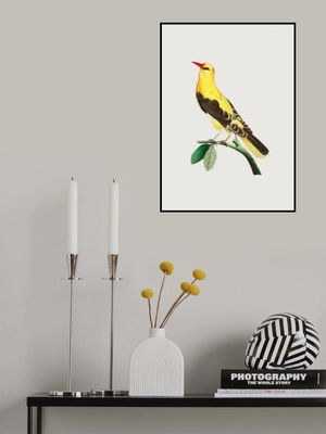 Golden Oriole