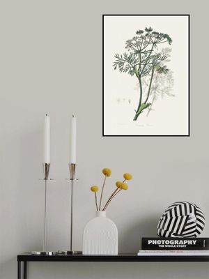 Caraway (carum Carui) Medical Botany