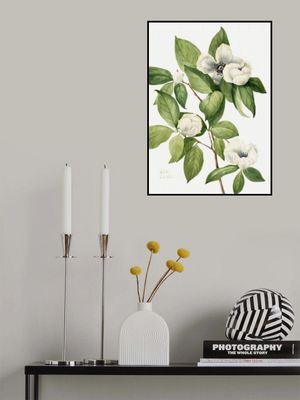 Virginia Stewartia (1925)