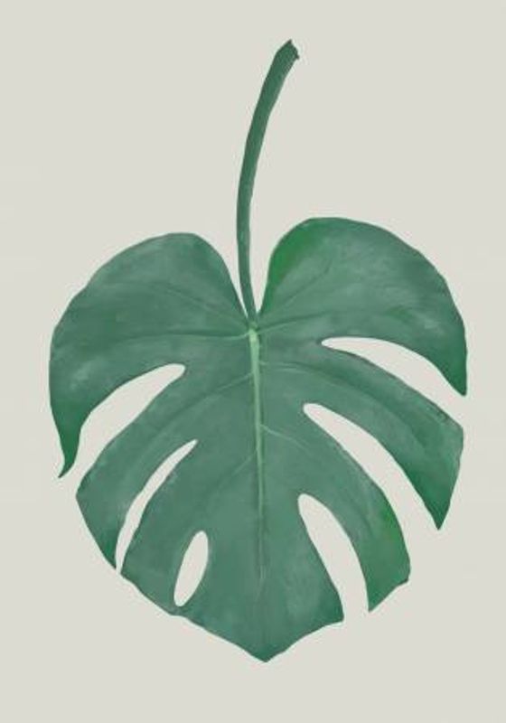 Monstera Aqua 05