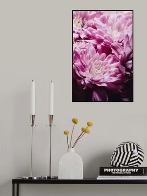 Vibrant Pink Chrysanthemums Blossoms