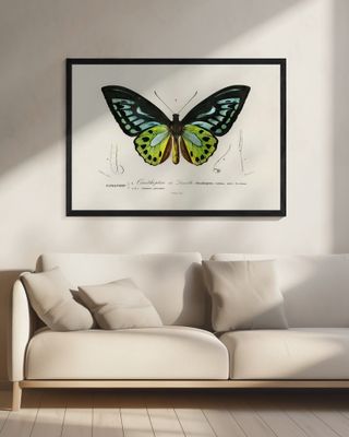 Green Birdwing Butterfly