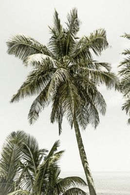 Palm Trees by the ocean | Vintage