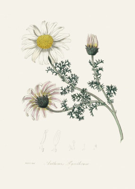 Mount Atlas Daisy (anthemis Pyrethrum) Medical Botany