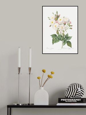 Rosa × Noisettiana, Les Roses (1817–1824)