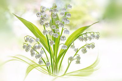 Lily of the valley