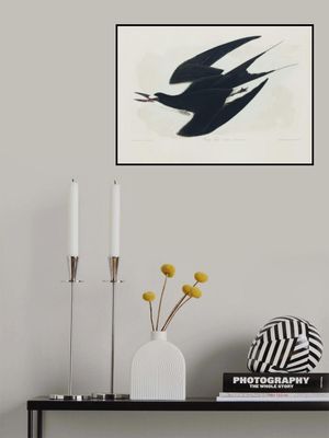 Sooty Tern From Birds of America (1827)