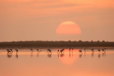 Flamingos at Sunrise