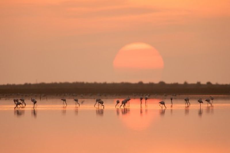Flamingos at Sunrise