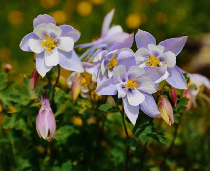 Colorado Columbines II