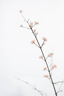 Twig with small flowers