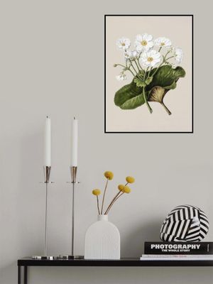 The Mountain Lily Drawn By Sarah Featon (1848–1927)