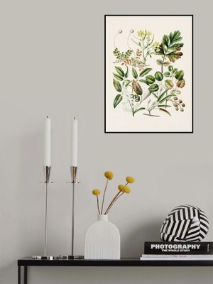 Rubens Australis By Sarah Featon