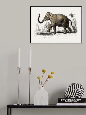 Asiatic Elephant