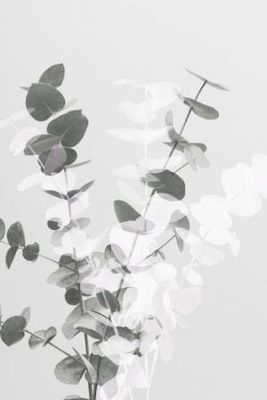 Eucalyptus Creative 08