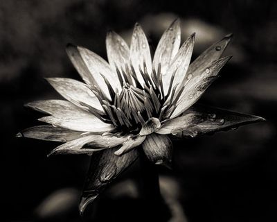 mörderfackel [D0811-077.2]