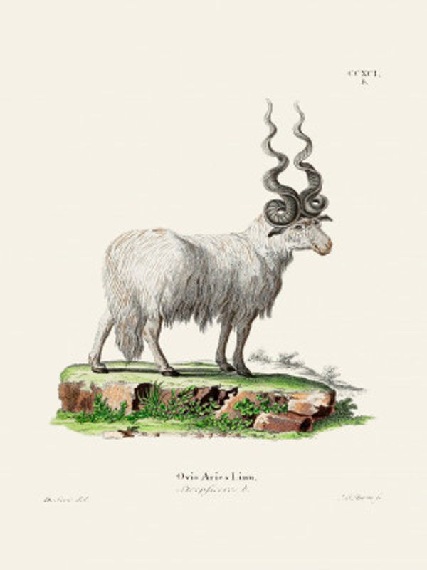 Ovis Aries By Johann Andreas Wagener and Johann Christian Daniel Von Schreber.