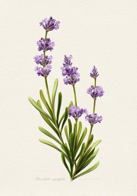 Lavandula Angustifolia