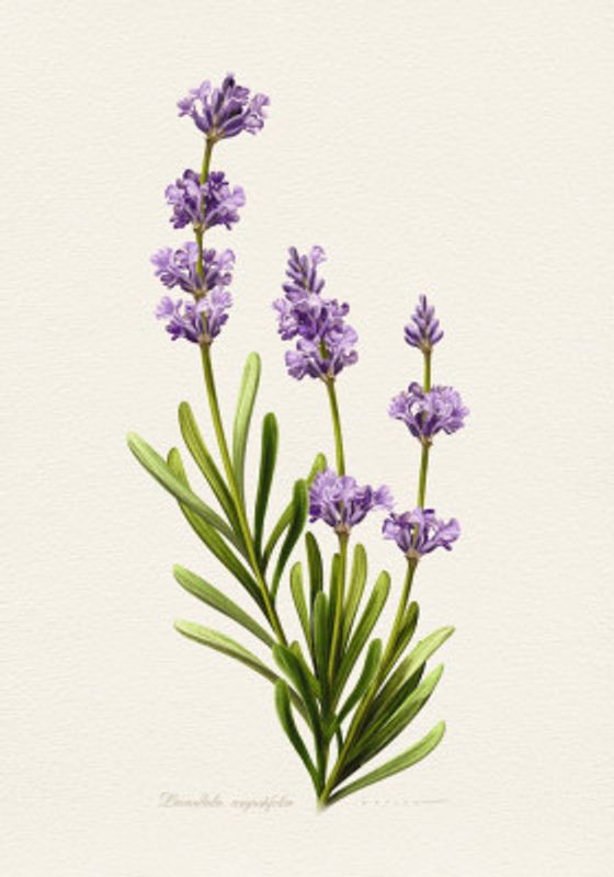 Lavandula Angustifolia