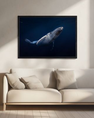Humpback Whale