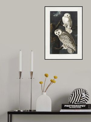 Snowy Owl From Birds of America (1827)