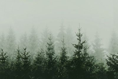 Mountain Forest Green