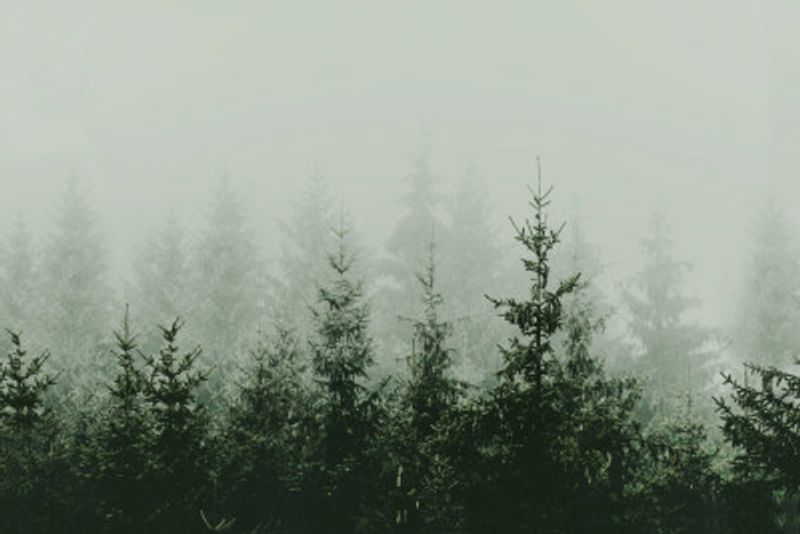 Mountain Forest Green