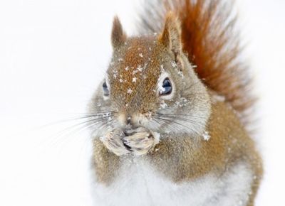 Christmas Squirrel