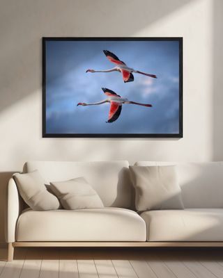 Greater Flamingos
