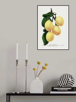 Coe's Golden Drop Plum Lithograph